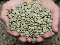 Pengemasan dan Cara Kirim Kopi Green Bean ke Luar Negeri