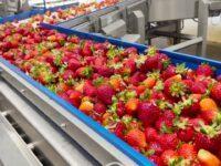 Cara Packing Buah Strawberry untuk Dikirim Agar Tetap Segar Sampai Tujuan