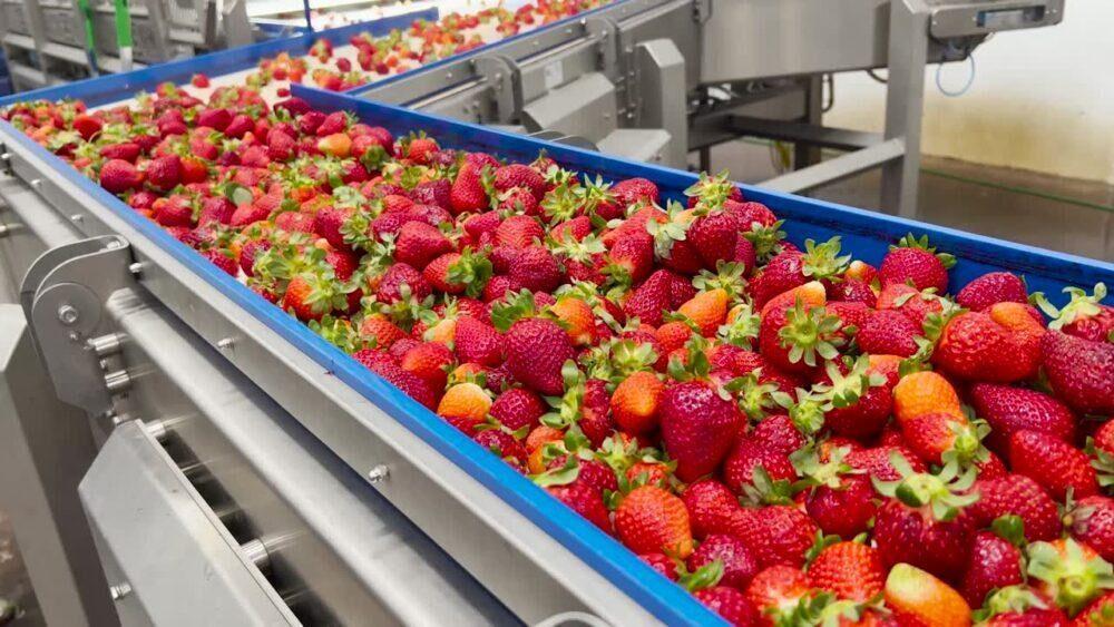 Cara Packing Buah Strawberry